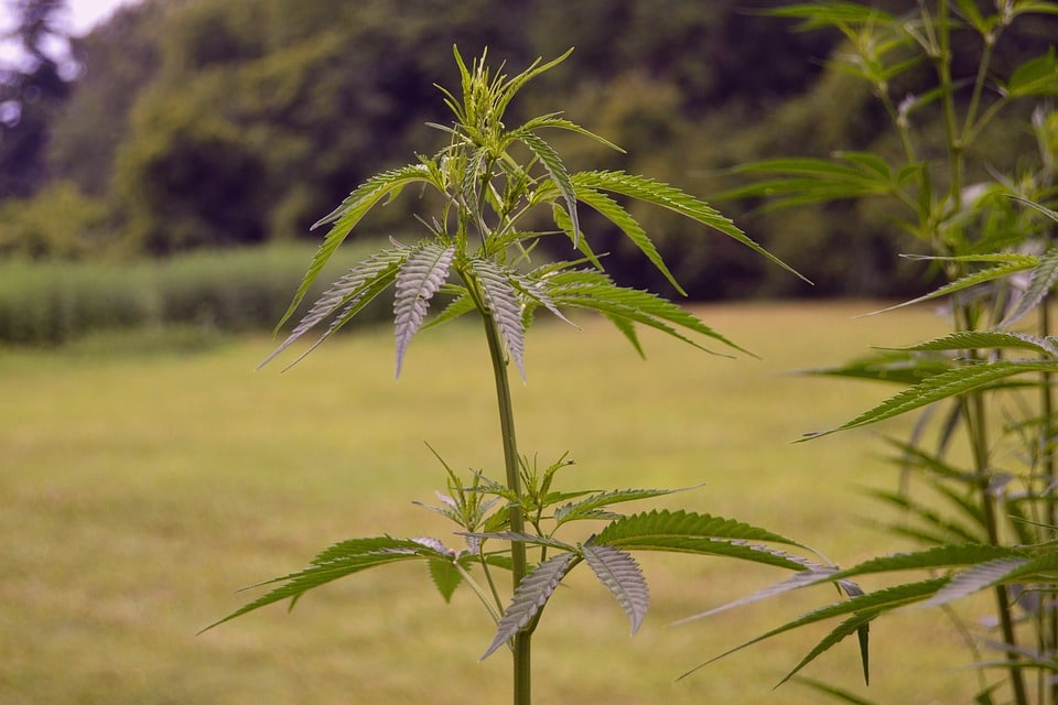 The Secret History of Cannabis