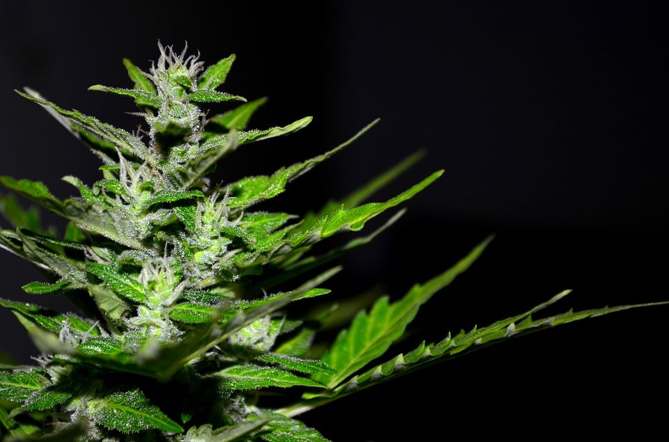 Terpenes: What They Are and Why They Are Important