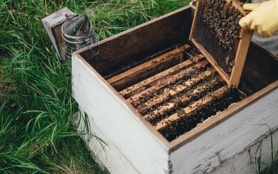 Benefits of Honeybees: More Than Honey