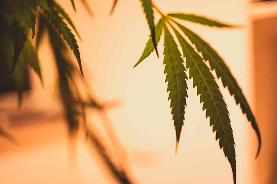 Hemp CBD vs. Cannabis CBD - Julian Marley JuJu Royal