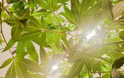 Hemp vs Cannabis-Derived: What’s the difference?